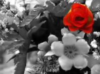 /album/broader-horizons/flower2-png/
